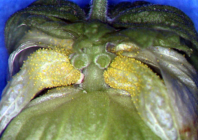 Fichier:1 5 0 Hops2.jpg