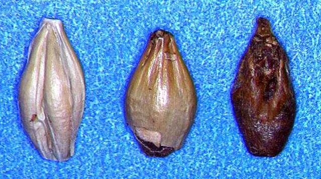 Fichier:1 3 0 Introduction1.jpg