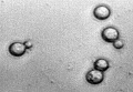 1 6 0 Yeast2.jpg